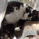 A cat, on a mat covered in cats.
